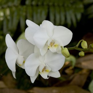 White Orchid Plant