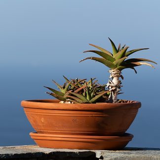 Succulent Trio Pots