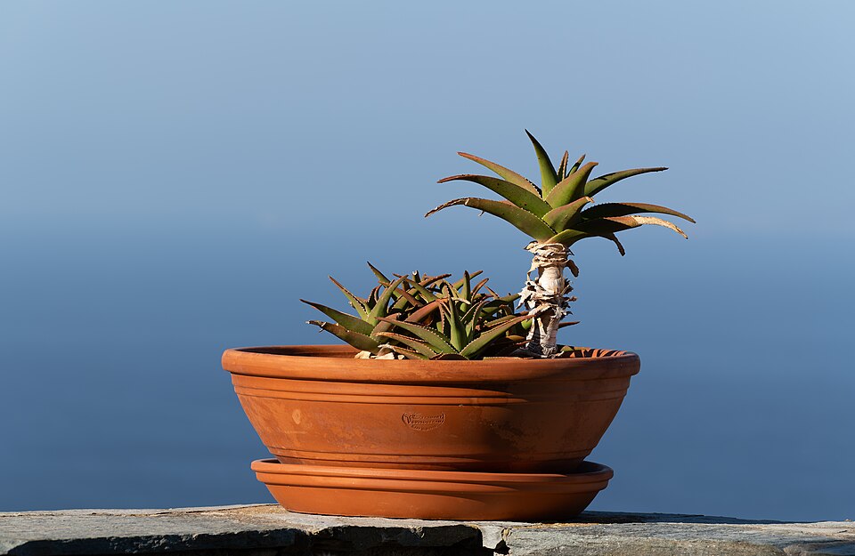Succulent Trio Pots