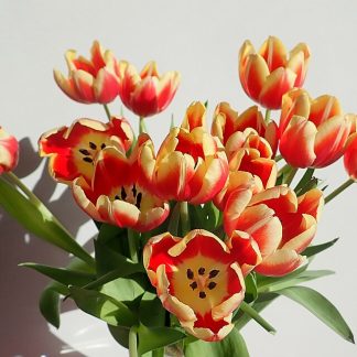 Cheerful Tulip Basket